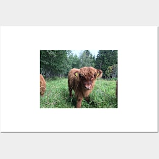 Scottish Highland Cattle Calf 1511 Posters and Art